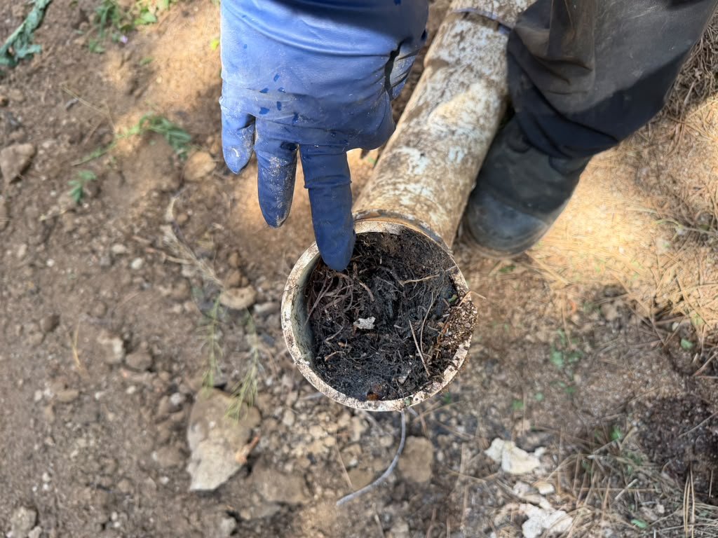 Root intrusion cleared from a clogged sewer line.
